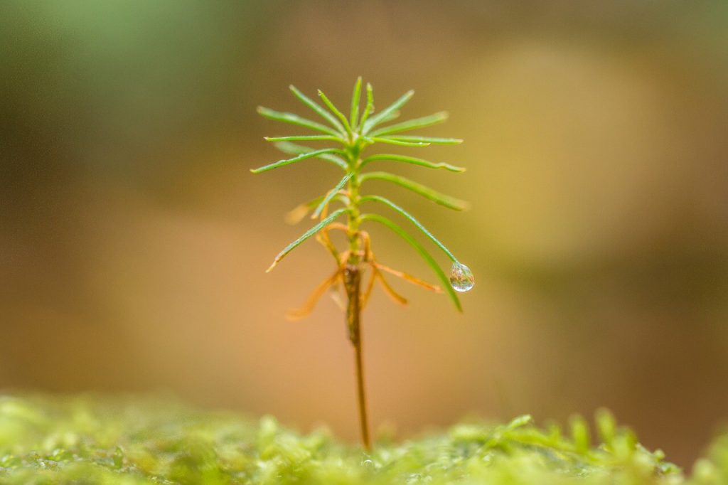 drzewka owocowe mini