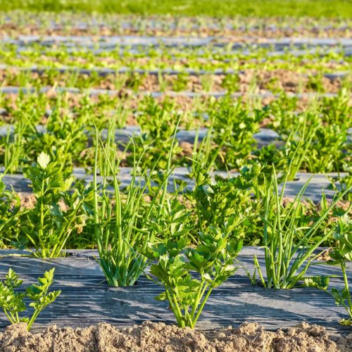 Agrowłóknina – czym jest i jak działa?