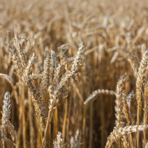 Ile pszenicy na hektar: optymalne zbiory i wytyczne rolnicze
